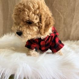 Pekingese, Poodle, and Shih Tzu Puppies from Happy puppies