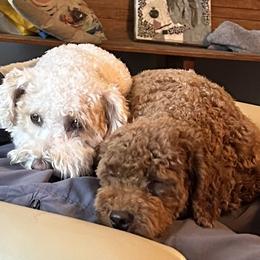 Assorted Doodle Crosses Puppies from Hippdoodranch