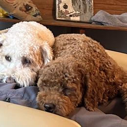 Assorted Doodle Crosses Puppies from Hippdoodranch