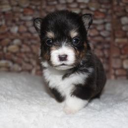 Heath - Black and tan female Pembroke Welsh Corgi puppy in Washington from Castle View Royal Rumps