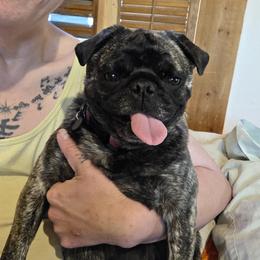 Pug All Grown Up from Kapelac's Royal Pugs