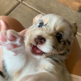 Australian Shepherd Puppies from 4t Aussies