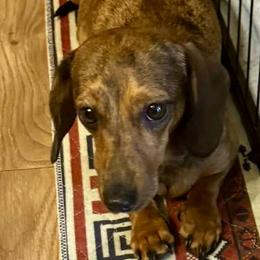 Cookie - Dachshund