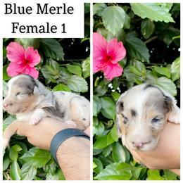 Girl 1 - Blue merle Australian Shepherd puppy in Chino, California from RanchLand Aussies HC