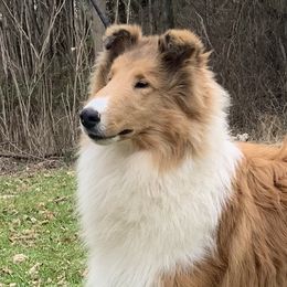 Collie Puppies from Creekwood Collies