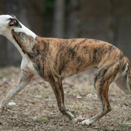 Cheyenne - Red brindle female Whippet puppy in Lenoir City, Tennessee from Equiss Whippets