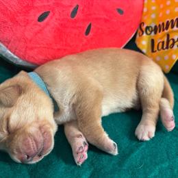 Blue collar male first pick - Yellow male Labrador Retriever puppy in Stafford Township, New Jersey from SommerLabs
