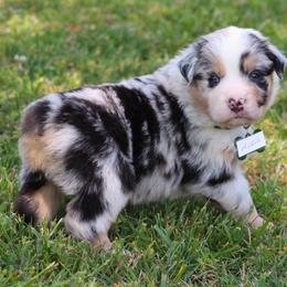 Nickel bmm. Look for my video - Blue merle male Australian Shepherd puppy in Cookeville, Tennessee from Spring Creek Aussies