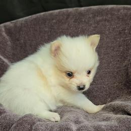 Jyn erso - Cream parti female Pomeranian puppy in Newport News, Virginia from Itty Bitty Poms