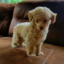 Winston - Red  male Poodle puppy in Montrose, Pennsylvania from Tales Of Joy