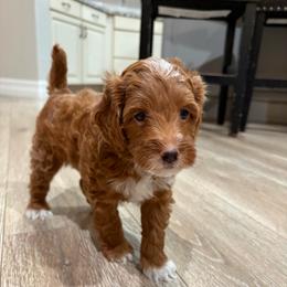 Potato - Red  male Goldendoodle puppy in Mesa, Arizona from AZ River Doodles