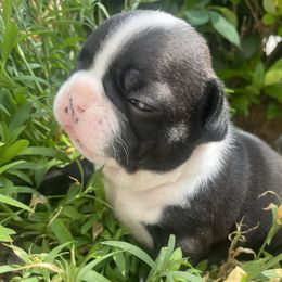 French Bulldog Puppies from Nick’s pups
