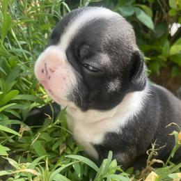 French Bulldog Puppies from Nick’s pups