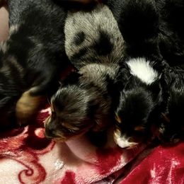 Chihuahua, Dachshund, and Poodle Puppies from Bartelt Breeders