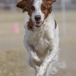 Molly - Irish Red and White Setter