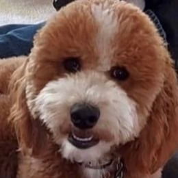 Sophie - Goldendoodle