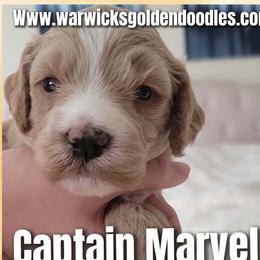 Captain Marvel- White collar - Apricot female Goldendoodle puppy in Fort Worth, Texas from Stacy Warwick