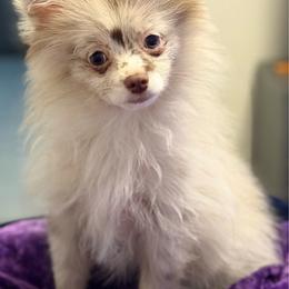 Cinnamon - Chocolate merle female Pomeranian puppy in Brentwood, California from Royalpawpoms