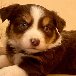Heather - Red tri female Miniature Australian Shepherd puppy in Somerset, Kentucky from Natural Life Ranch
