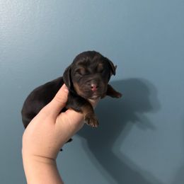 Dumbledor - Black white and tan male Basset Hound puppy in Leroy, Michigan from Iron Sentry Farms
