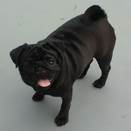 Pugs from Jaber's Pugs