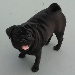 Pugs from Jaber's Pugs