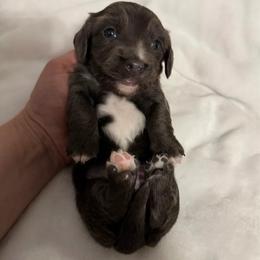 Eros Boy 1 AKC - Gray (blue) male Dachshund puppy in Erie, Michigan from Champagne’s Grinch Toe’d Dachshunds