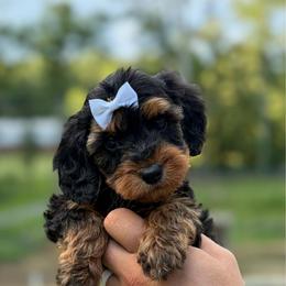 Praline - Phantom female Goldendoodle puppy in Ranger, Georgia from Muscadine Meadows Poodles and Doodles