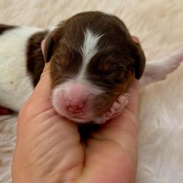 Red collar boy - Brown and white male Bernedoodle puppy in Colorado Springs, Colorado from Mercy Mountain Bernedoodles