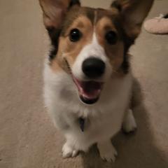 Emmie - Sable Pembroke Welsh Corgi puppy in Macomb, Michigan from Corgiland Ranch
