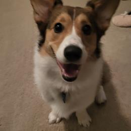 Emmie - Sable Pembroke Welsh Corgi puppy in Macomb, Michigan from Corgiland Ranch