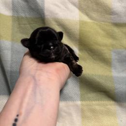 Stanley - Gold male Shih Tzu puppy in Sharon, Pennsylvania from Keystone Danes and Shih tzus