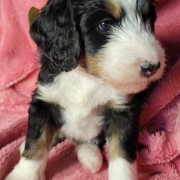 Bernedoodle Puppies from Beloved Bernedoodles of North Dakota