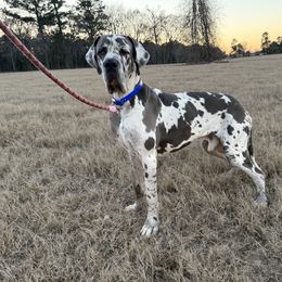 Denali - Great Dane