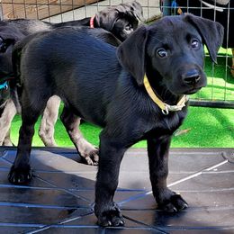 Boy 2 - Jaxon- Yellow Collar - Black Labrador Retriever puppy in North Highlands, California from High Sierra Labrador Retrievers