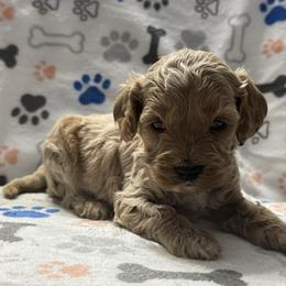 Orange - Golden male Cockapoo puppy in Lancaster, Kentucky from Dream Paws Puppies, LLC
