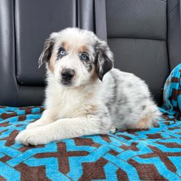 Ellie - Blue merle female Australian Shepherd puppy in Charlotte, North Carolina from Good Karma Aussies