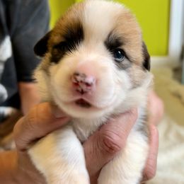 Pembroke Welsh Corgi Puppies from Delaney’s Corgis