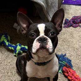 Cooper - Boston Terrier