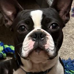 Cooper - Boston Terrier