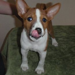 Basenji Puppies from Haus Annandael Basenjis