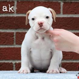 Lo'ak - White male American Bulldog puppy in Vancouver, Washington from Blackwell's American & French Bulldogs