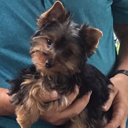 Belle - Yorkshire Terrier