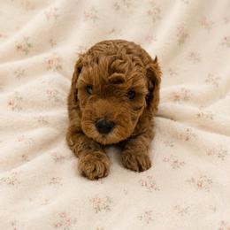 Tillie - Red  female Goldendoodle puppy in Sacramento, California from Little legacy doodles