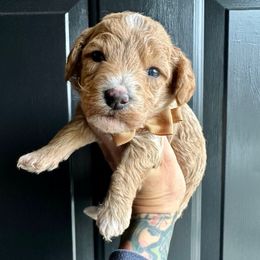 Claus - Apricot male Poodle puppy in Adolphus, Kentucky from Deerly Poodles