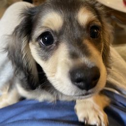 Dachshund Puppies from Lake County Cream Dachshund