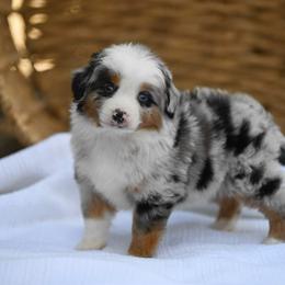 Australian Mountain Doodle, Bernedoodle, and Cavapoo Puppies from Cedar Wood Farms