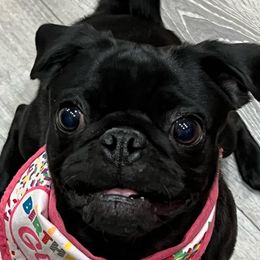 Kyra - Pug