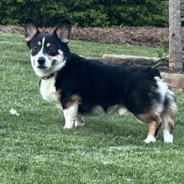 Pembroke Welsh Corgis from Heatherland Corgis