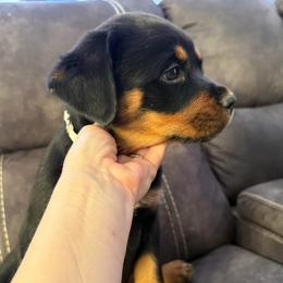 Kali - Black and tan female Rottweiler puppy in Newfoundland, Pennsylvania from Poconopaws